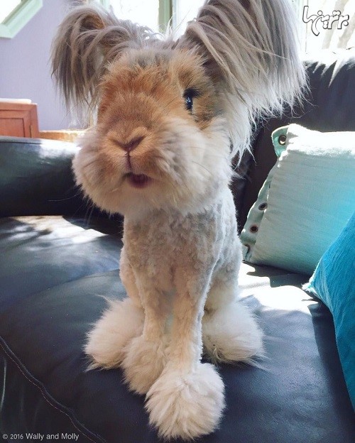 خرگوشی که شبیه عروسک زنده است!
