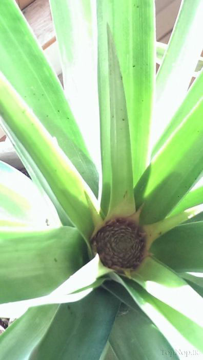 مراحل رشد آناناس در منزل +عکس