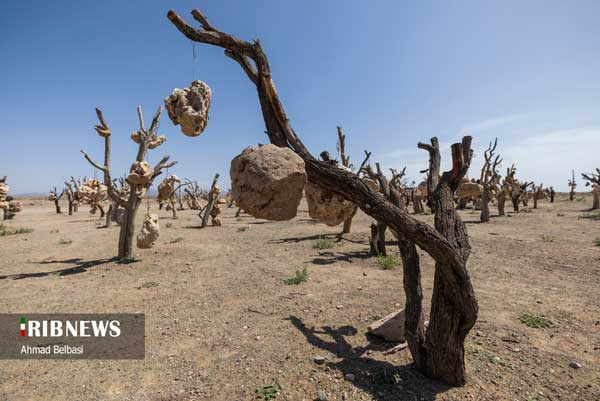 تصاویر؛ باغ میوه‌های سنگی در سیرجان!