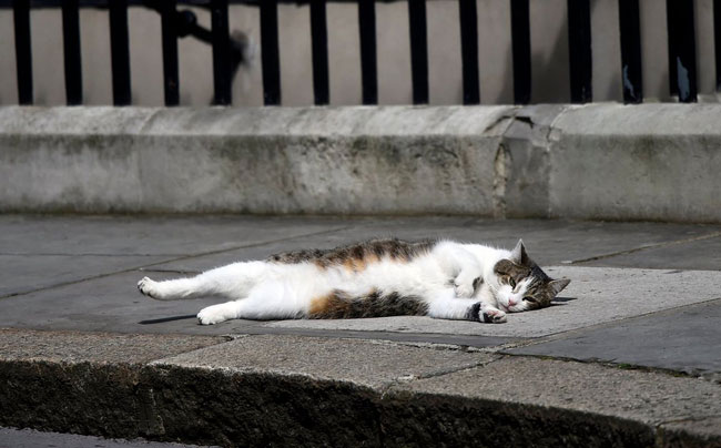 گربه معروف در انتظار «ترزا می» +عکس