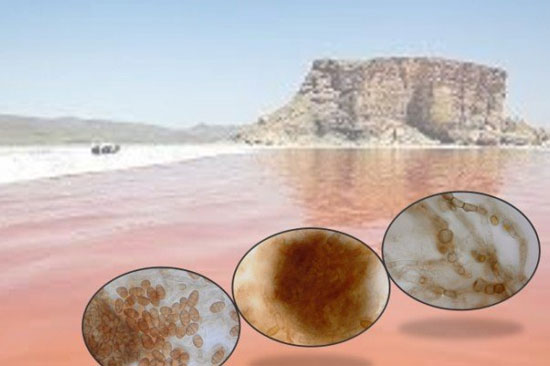 نامگذاری گونه ای قارچ جدید بنام دریاچه ارومیه