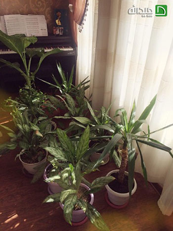 راز شادابی گیاهان در آپارتمان یک خانم تهرانی