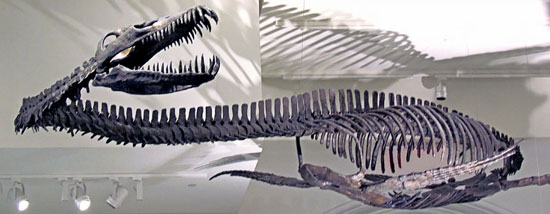 معروف‌ترین دایناسورهای جهان: ایلازموساروس
