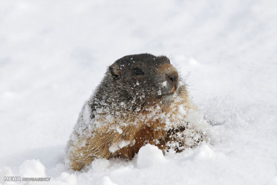 عکس‌العمل حیوانات به سردی هوا +عکس
