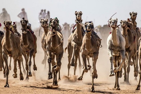 مسابقات شتردوانی در مصر