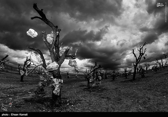 عکس: درختانی با میوه‌های سنگی در ایران