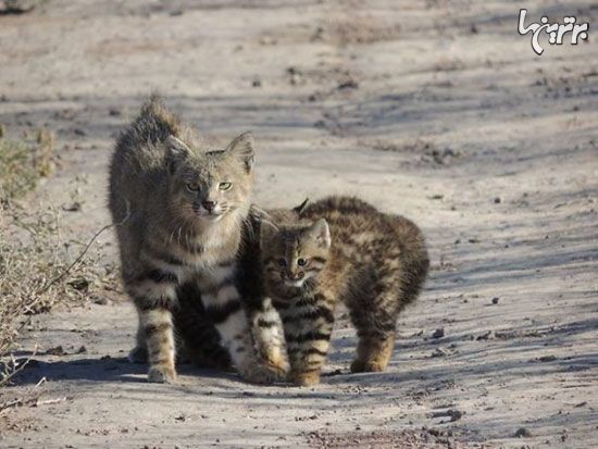 عکس: خانواده های دوست داشتنی!(1)