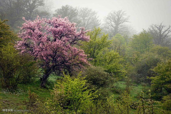 عکس: طبیعت بهاری شهرستان شاهرود