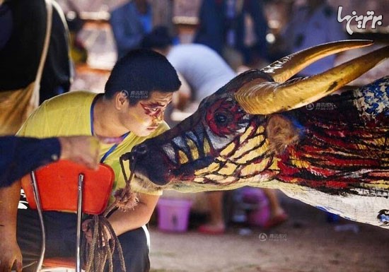 عکس: مسابقه رنگ آمیزی بوفالوها درچین