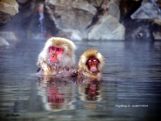 حمام میمون های برفی در دره جهنم! +عکس