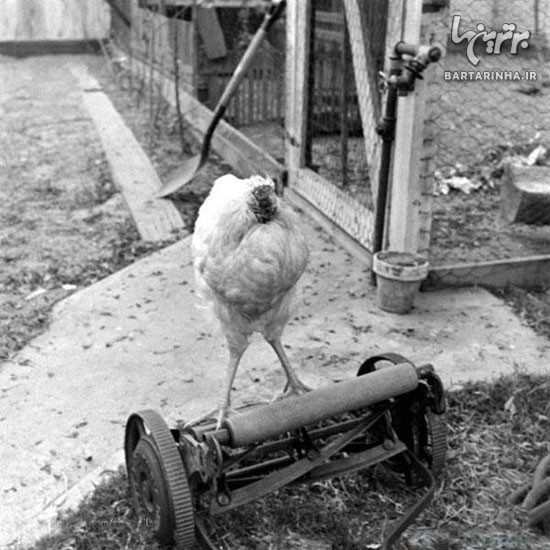 مرغی که با سر بریده زندگی می کند! +عکس