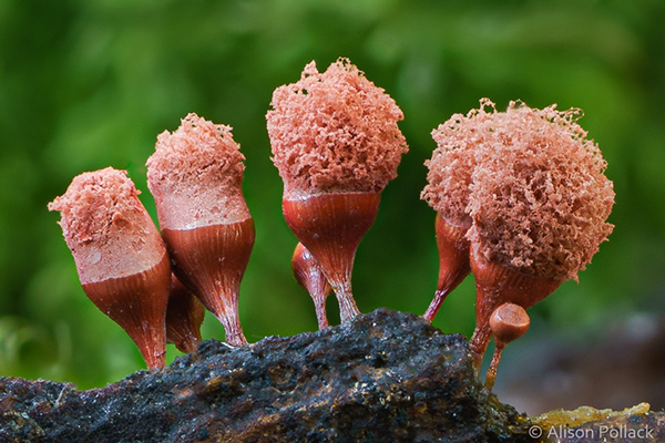 تصاویر ماکروی دیدنی از قارچ‌های جنگلی سحرآمیز
