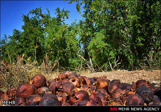 عکس: برداشت انار از باغات داراب