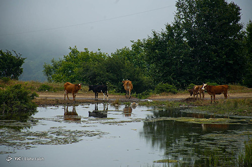 طبیعت زیبای داماش، گیلان