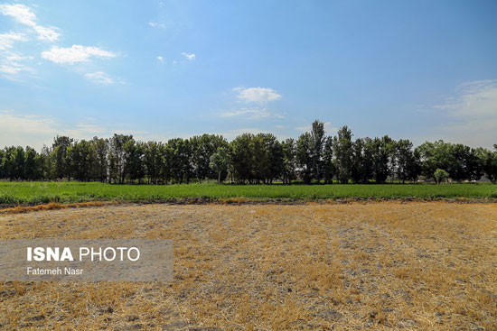 برنجکاری در کنار زاینده رود خشک