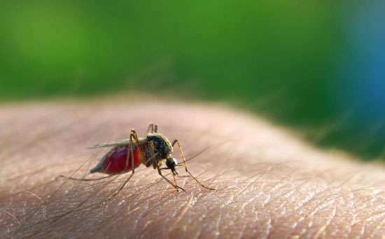 از مورچه تا انسان؛ خطرناک‌ترین جانداران جهان