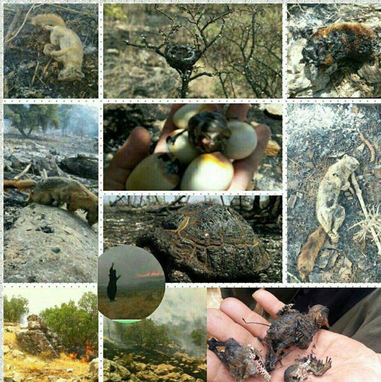 مرگ غم انگیز جانداران در حریق جنگل‌های کردستان