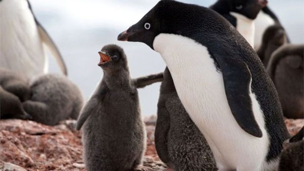 فاجعه مرگ صدها بچه پنگوئن در قطب جنوب
