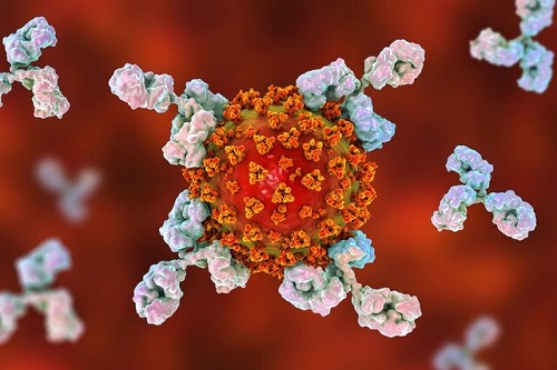 کشف راه جدیدی برای غیرفعال‌کردن ویروس‌ها