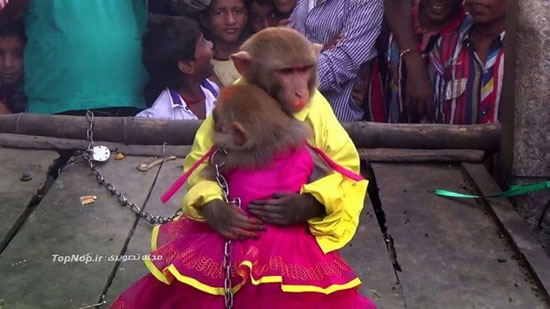 مراسم عروسی میمون ها در هند! +عکس