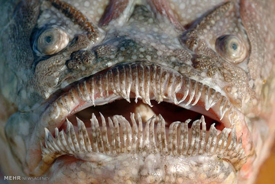 زشت ترین ماهیان دنیا +عکس