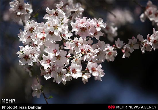 تصاویر: شکوفه‌های بهاری - زمستانی!