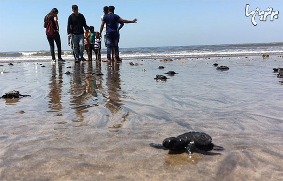 چرا لاکپشت‌ها بعد از ۲۰ سال به هند برگشتند؟