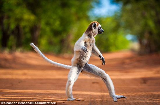 میمون رقاص تابحال دیده بودید؟! +عکس