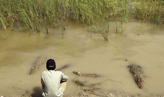 تمساح هایی که برکت می آورند! +عکس