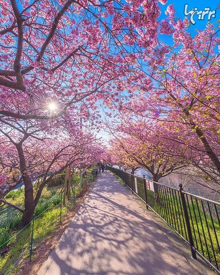 تصاویر جادویی شکوفه های گیلاس در ژاپن