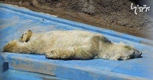 غمگین ترین خرس قطبی جهان درگذشت