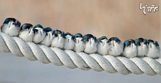 تصاویری زیبا از شگرد پرندگان در فصل سرما!