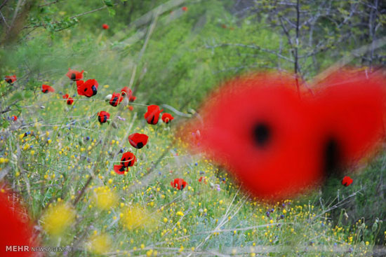 طبیعت بهاری کلیبر