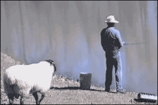تصویر متحرک؛ دورخیز گوسفندی!
