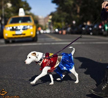 رژه هالووينی سگ‌ها! +عکس