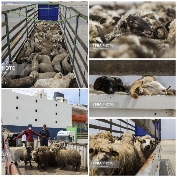 واردات گوسفند از رومانی به ایران