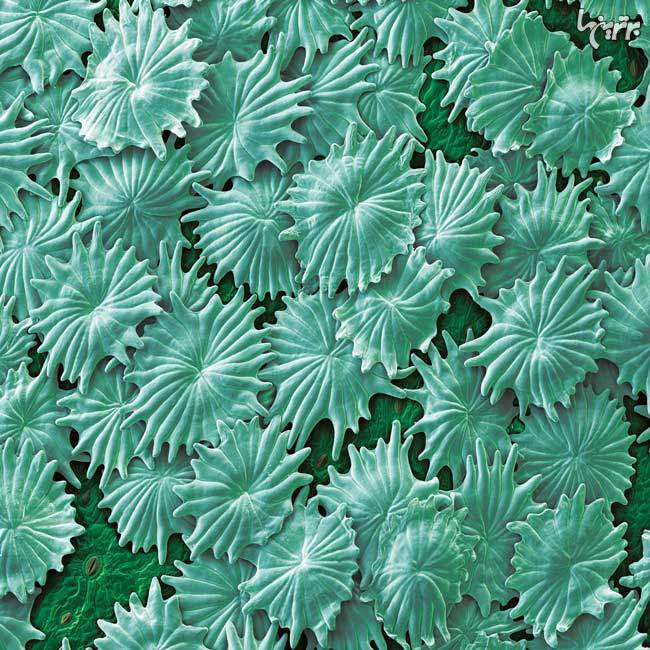 تصاویر خارق العاده میکروسکوپی از دنیای گیاهان