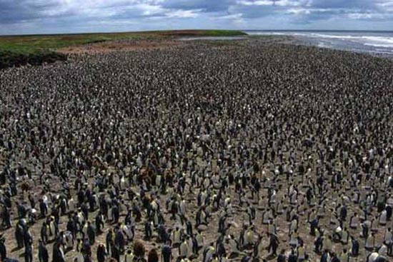 جهان با شکوه پنگوئن‌های امپراتور +عکس