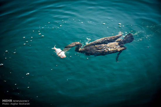 عکس: قبل از تنِ ماهی شدن!