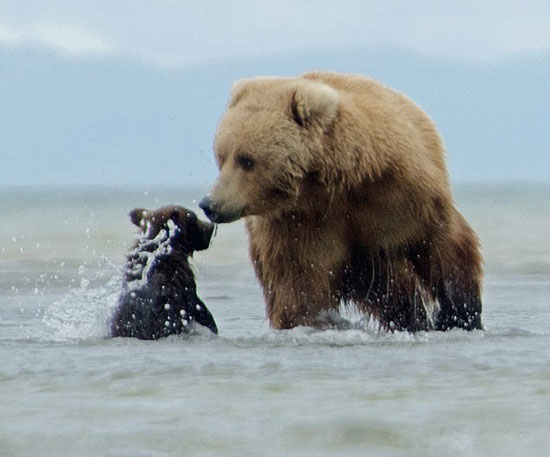 عکس: سواری کردن توله خرس بر پشت مادر