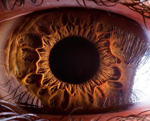 تصاویری باورنکردنی از پیچیدگی‌های چشم‌