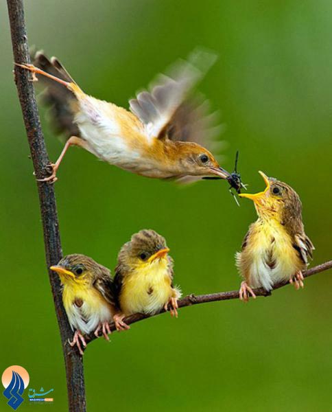 عکس: زیبایی شکار