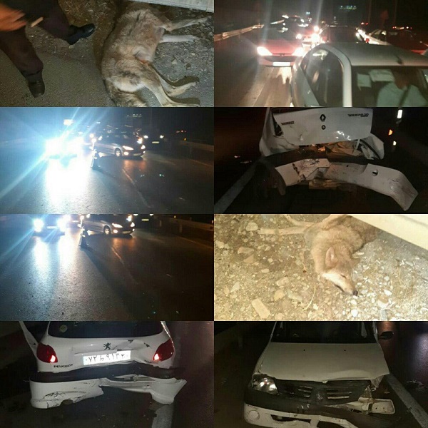 ورود گرگ به آزادراه پردیس - تهران حادثه آفرید