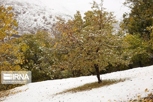 خودنمایی زمستان در پاییز