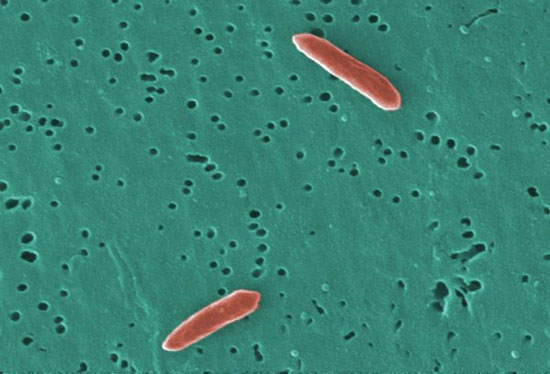 باکتری های موجود در بدن انسان +عکس