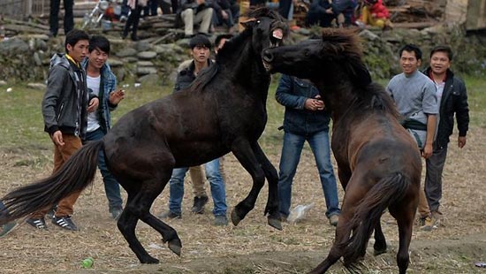 استقبال از بهار با جنگ اسب و بوفالو! +عکس
