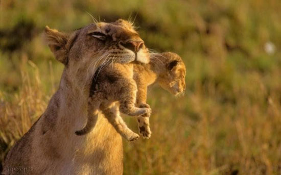 روش جالب حمل نوزاد در گربه سانان +عکس