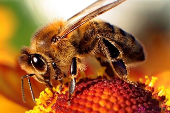 زنبورهایی که به جای شهد گل اشک و عرق میخورند!