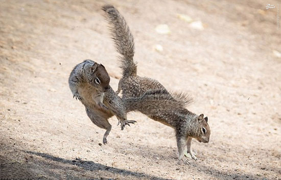 عکس: سنجاب‌های کونگ فو کار
