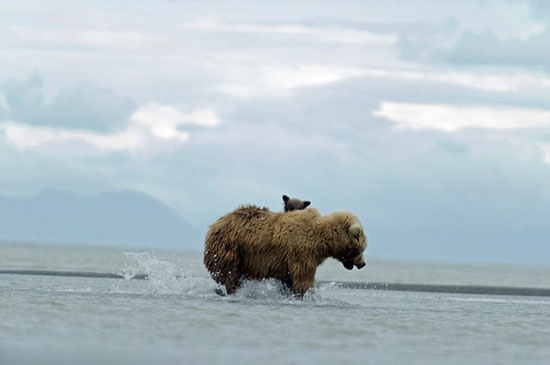 عکس: سواری کردن توله خرس بر پشت مادر